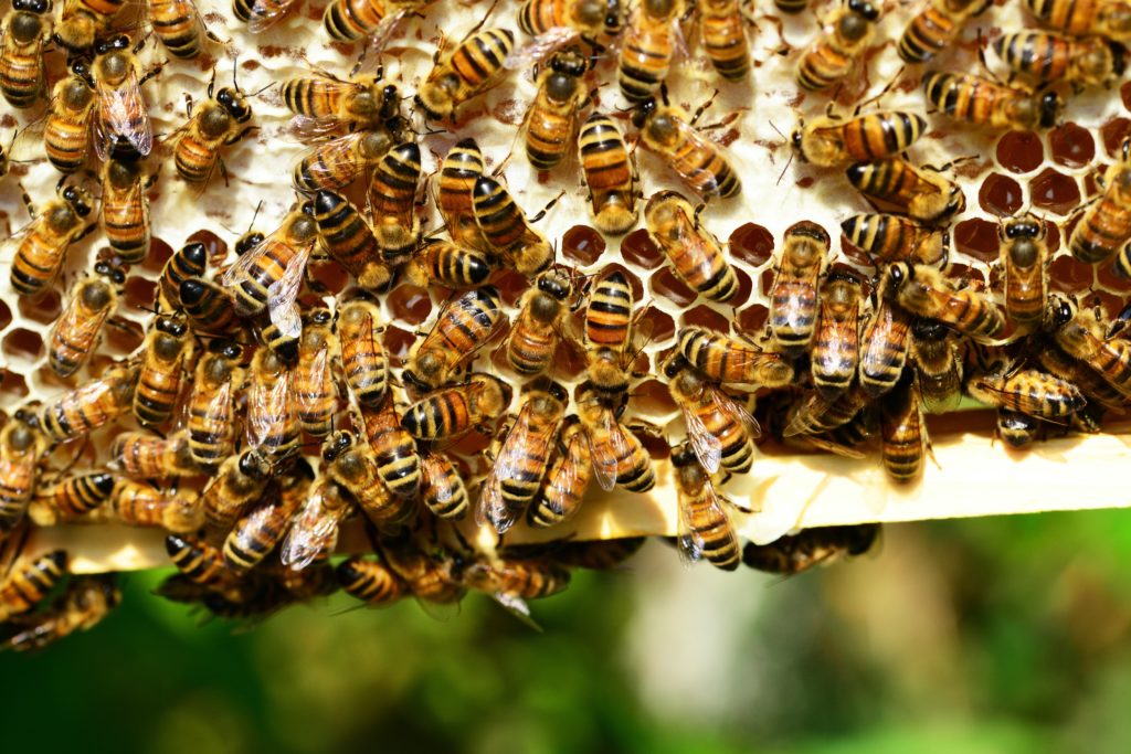 Как экспортировать мед в Кита